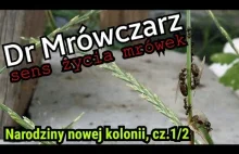 Rójka, czyli jak powstają nowe kolonie mrówek? cz.1/2 | Dr Mrówczarz...