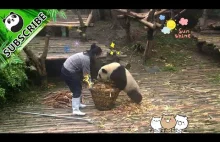 Panda znowu atakuje!