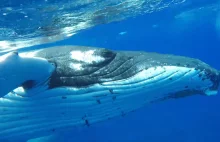 Gigantyczny wieloryb ocalił nurkującą kobietę przed atakiem... rekina [Wideo]