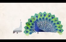 Jak przebiegała ewolucja pióra? wg animacji od TED