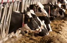 Kolejne 80 kg wołowiny z chorych krów odnalezione. Tym razem na Litwie