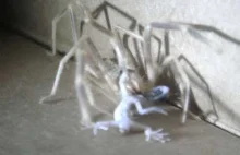 Pająk Solfuga zajadający się małym gekonem