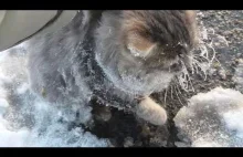 Rosjanie ratują kota przed zamarnięciem