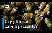 Czy glifosat zabija pszczoły?