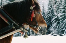 Dręczył konia, został skazany