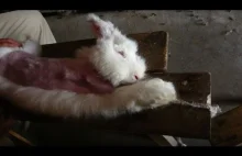 Za kulisami produkcji futer z królików