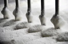 Polscy producenci zostali z 600 tys. ton cukru!