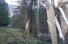 Masakra w Tatrach po grudniowym Halnym