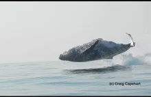 40-tonowy wieloryb humbak robi serię efektownych wyskoków nad powierzchnią wody