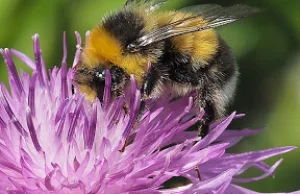 Dzikie Pszczoły - podziękowania + #rozdajo