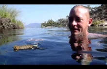 Unikalny widok - kameleon pływający w wodzie.