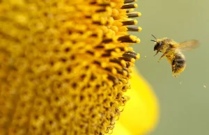 UE: 2 letni zakaz używania pestycydów obwinianych za wymieranie pszczół. EN