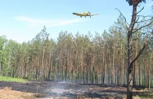 Straż Leśna złapała seryjnego podpalacza lasu. Okazał się nim strażak OSP