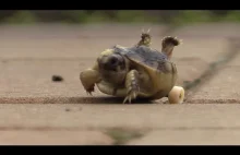 Maleńki żółwik inwalida dostał wózeczek inwalidzki i może cieszyć się życiem.