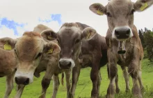 Sąd: Krowy zakłócają ciszę nocną