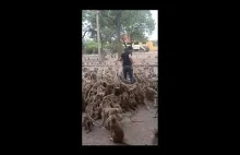 Karmienie małp