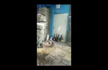 Niezwykłe zabawy pingwinów z Władywostoku