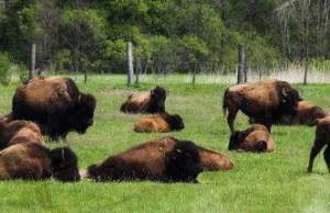 Słynna bizonia hodowla w Kurozwękach może zostać zlikwidowana!