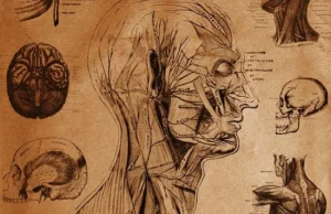 Anatomia to sztuka sama w sobie.
