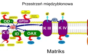 Zrozumieć biologię - DNP