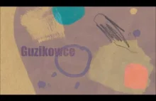 Guzikowce - Nic