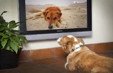 Dog TV - Telewizja dla psów wkracza do Polski.