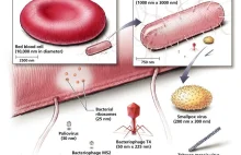 Jakich rozmiarów są wirusy i bakterie?