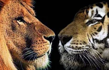 Pojedynek – tygrys kontra lew.