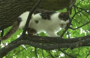 Kot z Bartoszyc od sześciu lat nie zszedł na ziemię, bo woli mieszkać na...