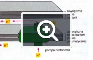 Biofizyka: Ruch układów biologicznych