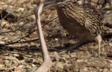 ptak roadrunner zjada grzechotnika w całości - brutalne