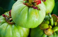 Tamaryndowiec malabarski – wartości odżywcze i jego wpływ na organizm