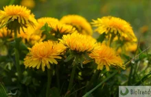 Mniszek lekarski (łac. Taraxacum officinale) - zastosowanie i jego właściwości