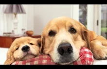 Matka pies chroni szczenięta