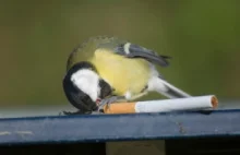 Ptaki używają niedopałków by odpędzać pasożyty