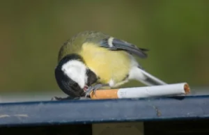 Ptaki używają niedopałków by odpędzać pasożyty