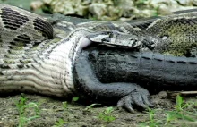 Pyton pożera krokodyla, są też zdjęcia ze zjedzonym jeżozwierzem