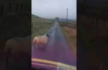 Wkurzony Szkot i owca