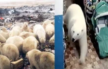 Inwazja niedźwiedzi polarnych na miasto w Rosji
