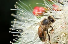 Wielkie wymieranie pszczół