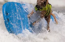Psy łapią fale, czyli pupile-surferzy. Zdjęcia