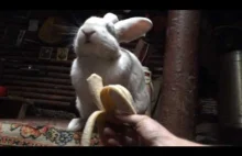 ruski królik je banana