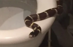 Szok. Kobieta znalazła żywego węża w swojej toalecie!
