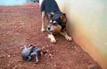 Pies kontra krab palmowy