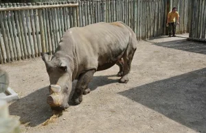 To ostatni samiec białego nosorożca Jest chroniony przed kłusownikami całą dobę