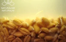 Rejuvelac – napój probiotyczny ze fermentowanych kiełków