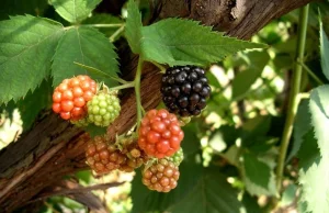 Uprawa jeżyn w ogrodzie - pielęgnacja, odmiany. Poradnik