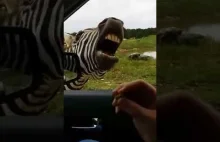 Śpiewająca zebra