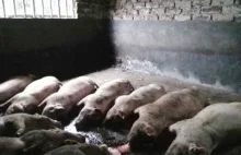 Piorun kulisty eksplodował na farmie w Chinach: kobieta w szpitalu, setki...