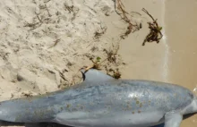 W Zatoce Meksykańskiej woda wyrzuciła na brzeg 260 martwych delfinów